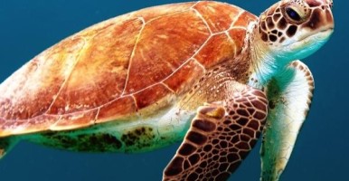 Sea turtle swimming underwater 